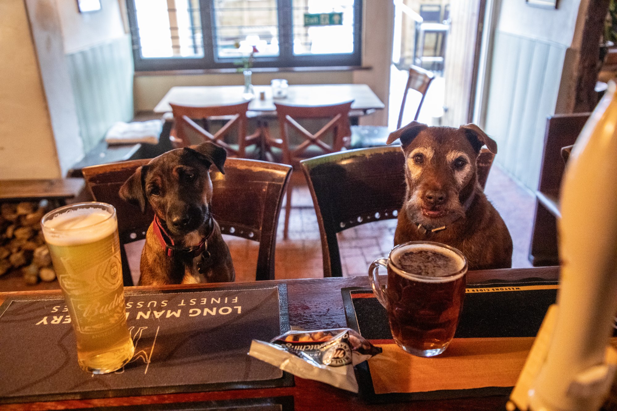 Dogs at The Yew Tree Inn